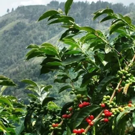 Casa Uca Apartman San Pedro